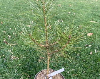 Pinus bungeana 'Great Wall' - Live Plant - 18” Tall - 1 Gallon Pot