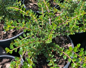 Cotoneaster adpressus ‘Tom Thumb’ - 1 Gallon Pot Size Plant