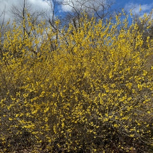 Northern Sun Forsythia Shrub Live Plant Forsythia x intermedia 1 Gallon Pot image 1