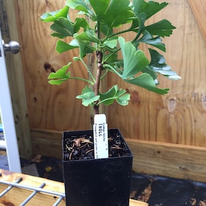 Ginkgo biloba 'Troll ' Ginkgo Tree Live Plant 6 Tall 1 Year Graft image 3