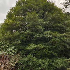 Ilex opaca &#39;Male&#39; - American Holly - Live Plant - Quart Pot