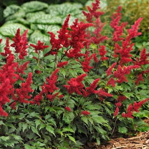 Astilbe &#39;Fanal&#39; - 3 Bare Root Plants