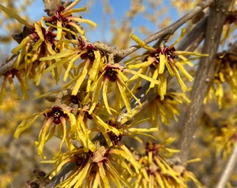 Hamamelis x Intermedia 'Cyrille' Witch Hazel - Live Plant - 12” Tall - 1 Year Graft