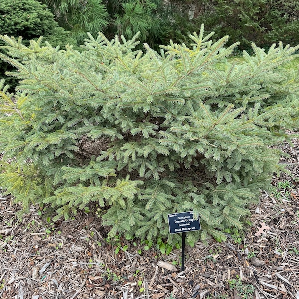 Picea glauca var. densata - White Spruce - 12" Tall - 1 Gallon Pot