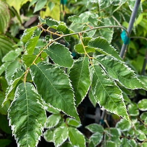 Zelkova serrata 'Goshiki' - Live Plant - 12” Tall - 1 Year Graft