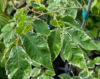 Zelkova serrata 'Goshiki' - Live Plant - 12” Tall - 1 Year Graft