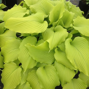 Hosta &#39;Dancing Queen&#39; 3&quot; Pot Size Starter Plant
