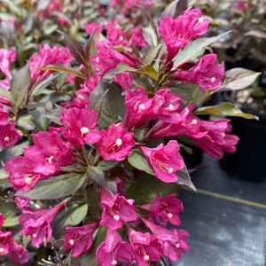 Weigela florida ‘Minor Black’ - Live Plant - 1 Gallon Pot