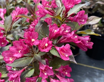 Weigela florida ‘Minor Black’ - Live Plant - 1 Gallon Pot