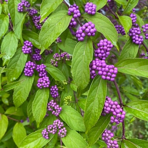Callicarpa dichotoma &#39;Early Amethyst&#39; - Purple Beautyberry - 4” Pot Size Plant