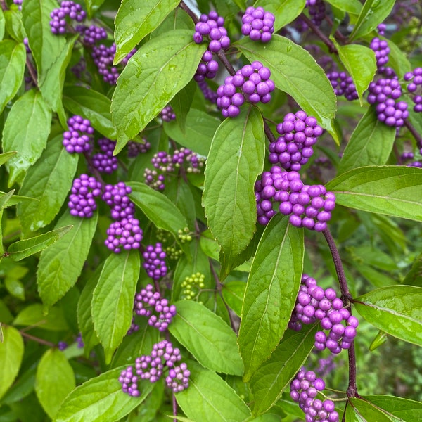 Callicarpa dichotoma 'Early Amethyst' - Purple Beautyberry - 12” Tall - 1 Gallon Pot