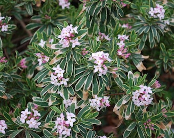 Daphne burkwoodii 'Carol Mackie' - Daphne variegada - Planta en maceta de 10 cm