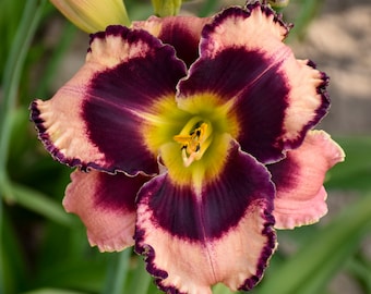 Hemerocallis 'Rock Solid' Daylily - 3 Bare Root Plants