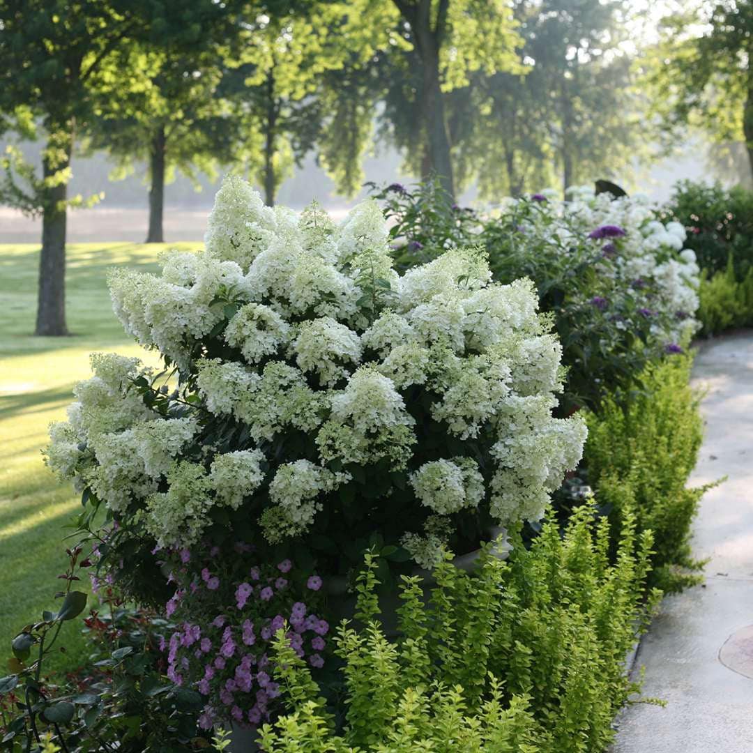 Bobo Dwarf Hydrangea Hydrangea Paniculata 4 Pot - Etsy Canada