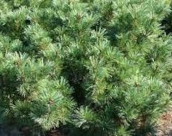 Pinus pumila 'Jeddeloh' - Japanese Stone Pine - 10" Tall - 1 Gallon Pot