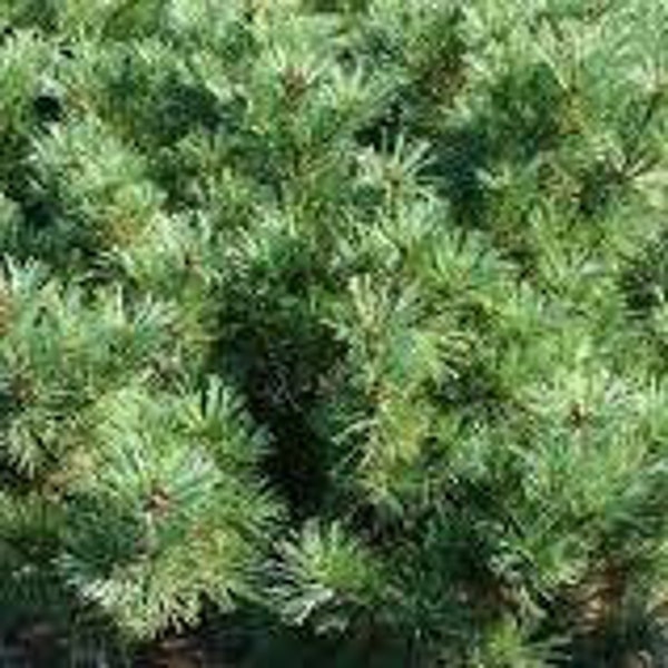 Pinus pumila 'Jeddeloh' - Japanese Stone Pine - 10" Tall - 1 Gallon Pot