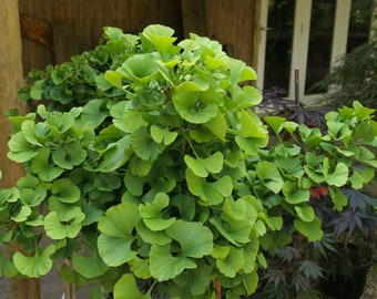 Ginkgo biloba 'Mariken' - Dwarf Ginkgo Tree - Live Plant - 8” Tall - 1 year graft