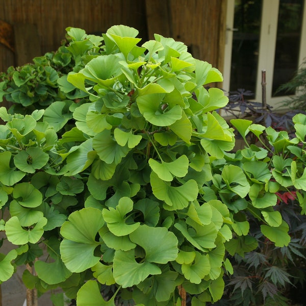 Ginkgo biloba 'Mariken' - Dwarf Ginkgo Tree - Live Plant - 8” Tall - 1 year graft