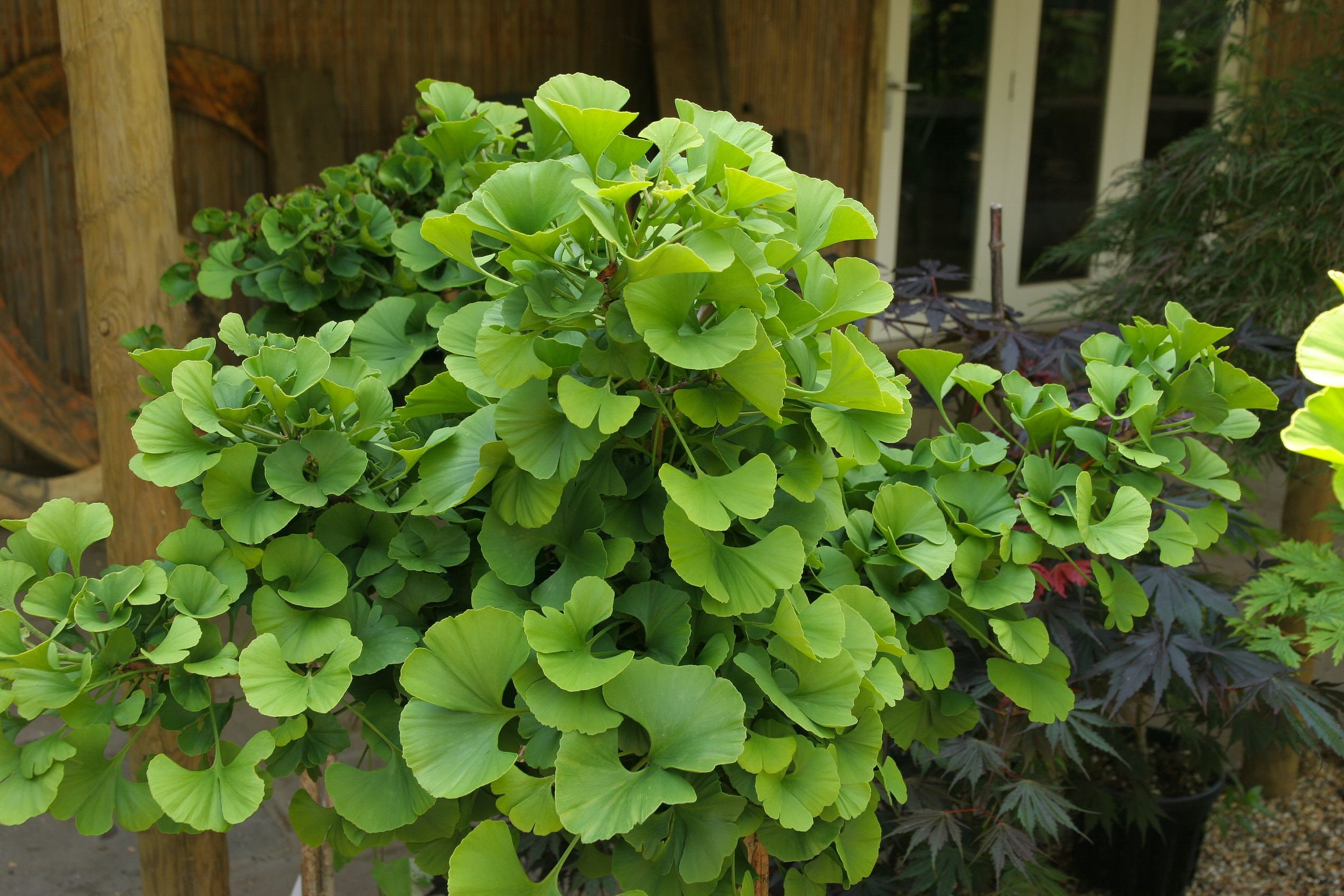 Ginkgo Biloba 'mariken' Dwarf Ginkgo Tree Live Etsy