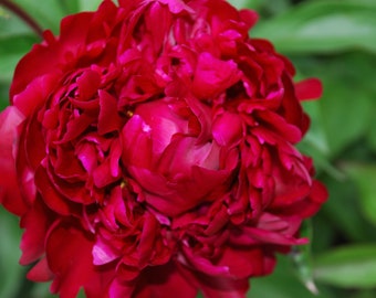 Paeonia 'Peter Brand' - Bare-Root Peony Plant (3-5 Eye Division)