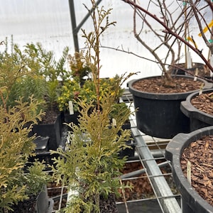 May include: A close-up shot of several potted evergreen plants. The foreground features a small, vibrant green and yellow conifer in a black square pot. Other plants, including a bare-branched tree in a large black pot, are visible in the background.