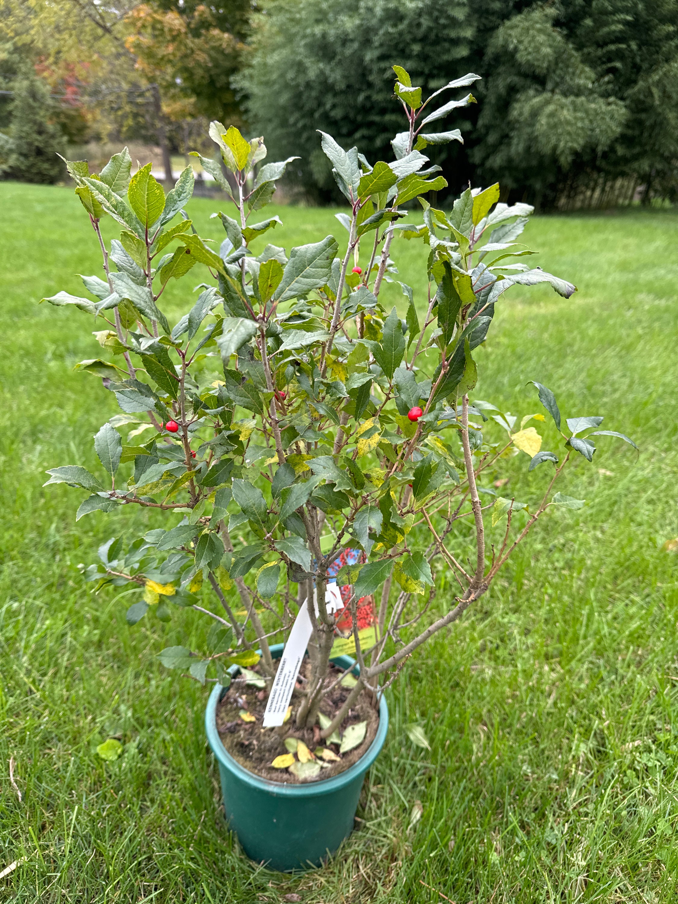 Ilex Verticillata 'kennebago'- Dwarf Red Fruit Winterberry - 2