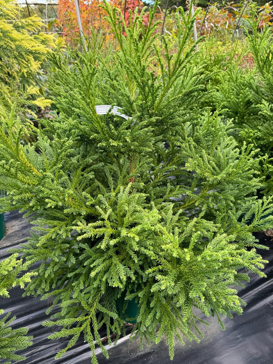 Cryptomeria Japonica gyokuryu Japanese Cedar Live Plant 2 cryptomeria-japonica-gyokuryu-japanese-cedar-live-plant-2