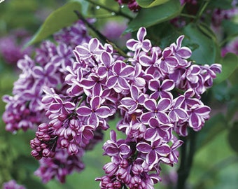 Syringa vulgaris 'Sensation' - Bicolor Flowering Lilac - Live Plant - 4" Pot Size