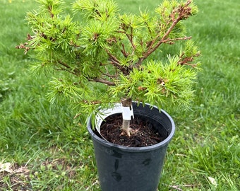 Larix gmellini 'Romberg Park' - Dwarf Larch - 10" Tall - 1 Gallon Pot