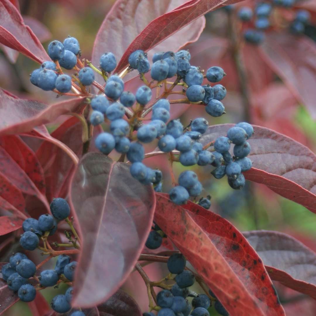 Viburnum Nudum winterthur Winterthur Smooth Viburnum Native Plant viburnum-nudum-winterthur-winterthur-smooth-viburnum-native-plant