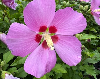 Woodbridge Rose of Sharon - Hibiscus syriacus - 2 Gallon Pot