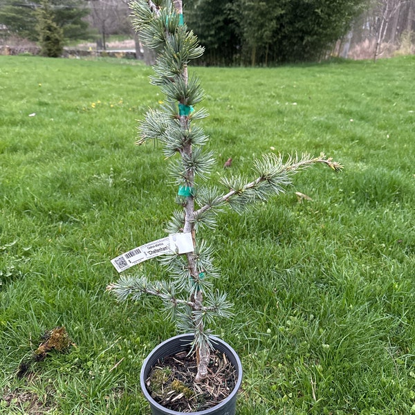 Cedrus atlantica 'Cheltenham' - Atlas Cedar - 18" Tall - 1 Gallon Pot