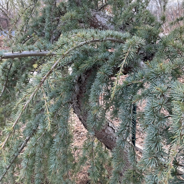 Cedrus atlantica 'Glauca Pendula' - Weeping Blue Atlas Cedar - 5” Pot