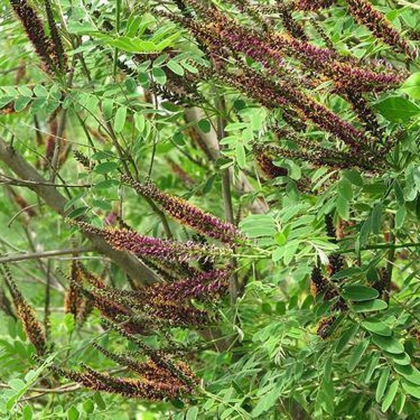 Amorpha fruticosa - Indigo bush - Native Plant - 3 Gallon Pot