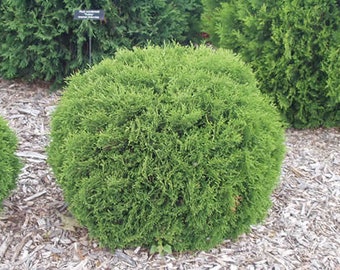 Fire Chief™ Globe Arborvitae - 1 Quart Potted Evergreen Shrub - Bronze Foliage, Full Sun