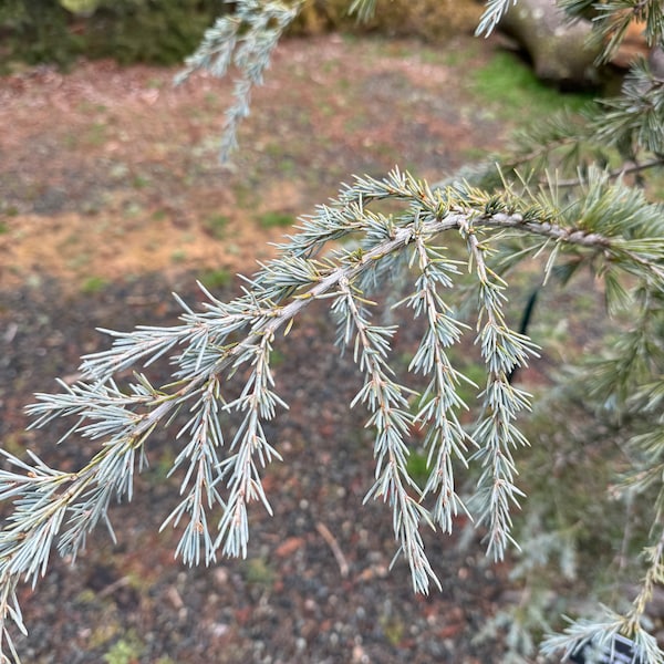 Cedrus deodara 'Sander's Blue' - Deodar Cedar - 12" Tall - 1 Gallon Pot