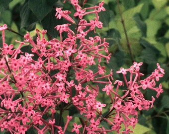 Syringa x julianae ‘George Eastman’ Lilac - Live Plant - 12” Tall - 1 Gallon Pot