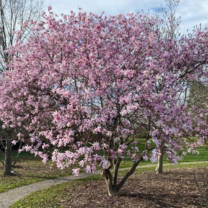 Leonard Messel Magnolia Magnolia kobus var. loebneri 'Leonard Messel' Live Plant 18 Tall 5 Pot Size image 1