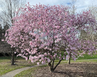 Leonard Messel Magnolia -Magnolia kobus var. loebneri 'Leonard Messel' - Live Plant - 18” Tall - 5” Pot Size