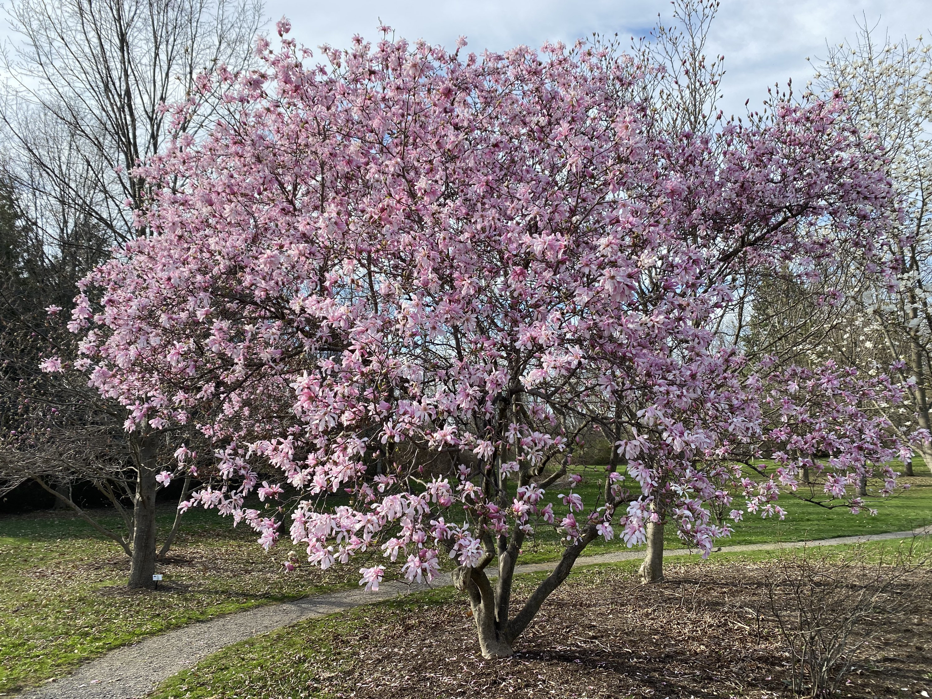 Leonard Messel Magnolia -magnolia Kobus Var. Loebneri 'leonard