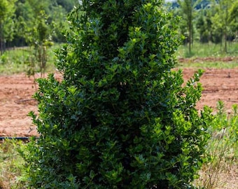 Ilex x 'Conive' - Hybrid Holly - 1 Gallon Pot