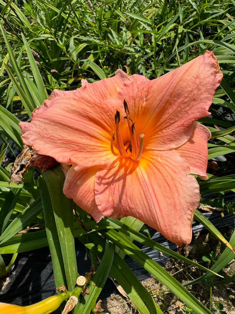 Pode incluir: Uma &uacute;nica flor de l&iacute;rio-do-dia de cor p&ecirc;ssego com um centro amarelo e estames proeminentes. A flor est&aacute; em plena flora&ccedil;&atilde;o e &eacute; cercada por folhagem verde.
