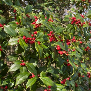 Ilex opaca &#39;Satyr Hill&#39; - American Holly - Live Plant - 12” Tall - 1 gallon pot