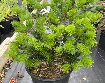 Abies homolepis 'Greg’s Broom' - Live Plant - 3 Gallon Pot