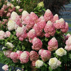 Quick Fire Fab Hydrangea paniculata - Panicle Hydrangea - 4" Pot Size Plant