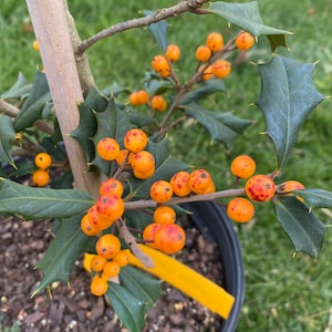 Ilex opaca &#39;Winter Sun&#39; - Female American Holly - Live Plant - Quart Pot