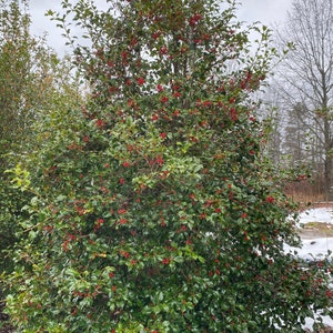 Ilex opaca &#39;Miss Helen&#39; - Female American Holly - Live Plant - 12&quot; Tall - 1 gallon pot