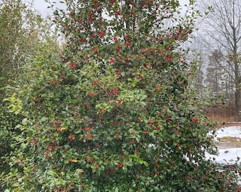 Ilex opaca 'Miss Helen' - Female American Holly - Live Plant - 12" Tall - 1 gallon pot