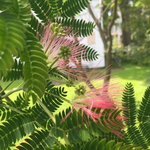 Albizia julibrissin &#39;Rosea&#39; - Pink Silk Tree- Live Plant - 2 Gallon Pot