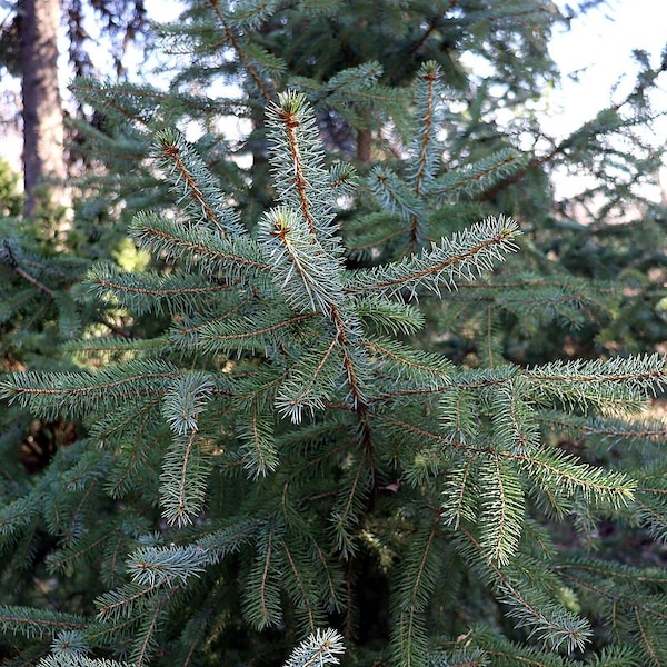 Picea × lutzii - Lutz's Spruce - 18" Tall - 2 Gallon Pot